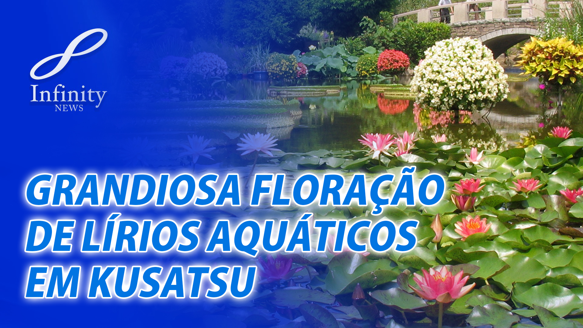 Grandiosa Floração De Lírios Aquáticos Em Kusatsu