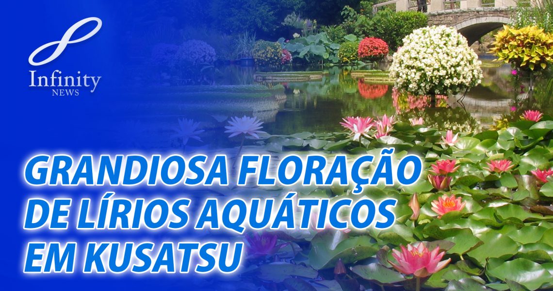 grandiosa floração de lírios aquáticos em Kusatsu